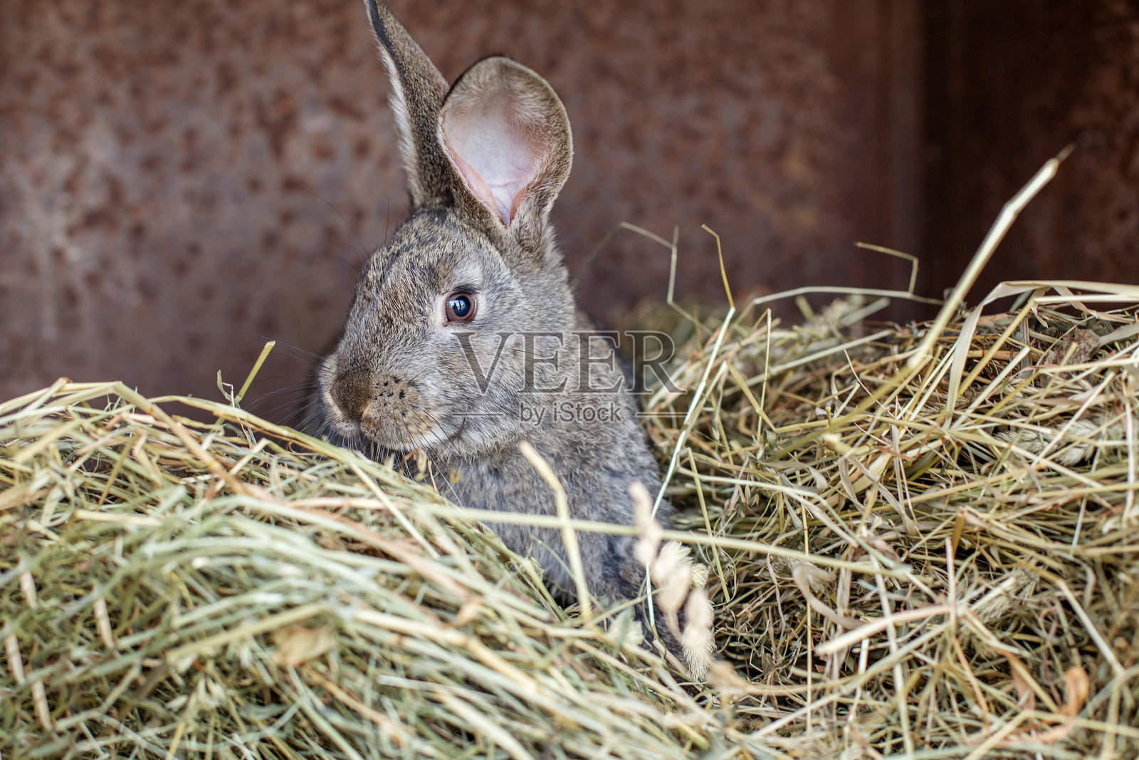 灰色兔子在白天的谷仓里休息在干草中照片摄影图片