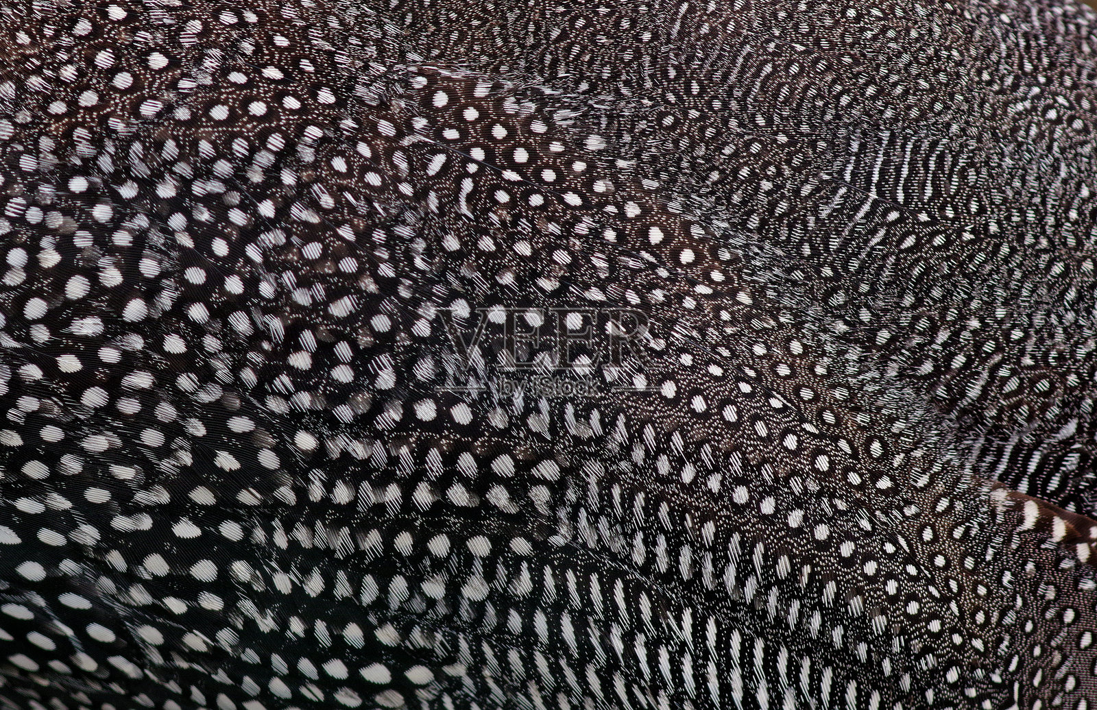 非洲珍珠鸡羽毛特写。鸟类羽毛纹理背景。抽象鸟类羽毛图案。照片摄影图片