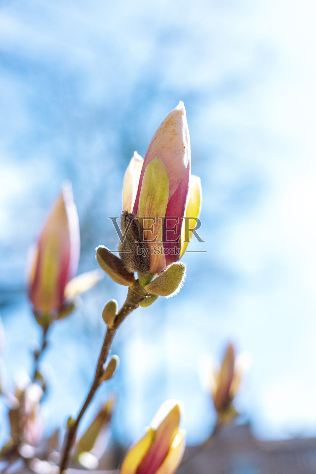春天的粉色花蕾映衬在天空中照片摄影图片