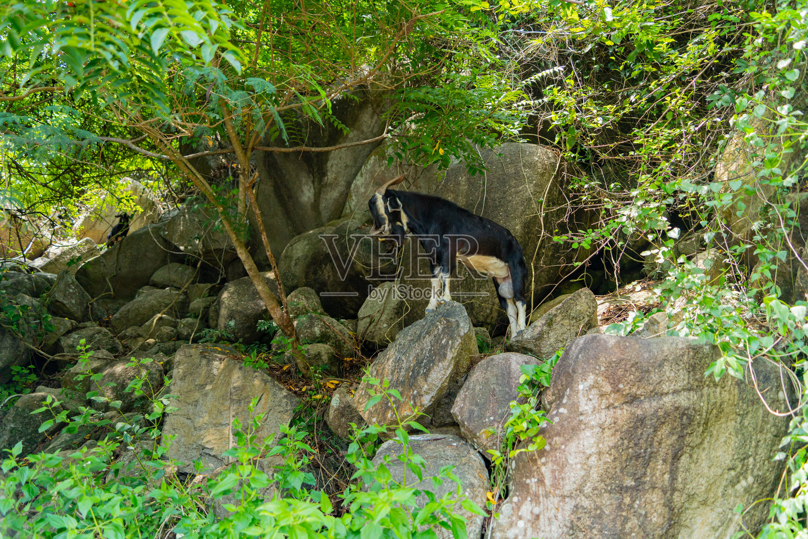 悬崖上的山羊。照片摄影图片