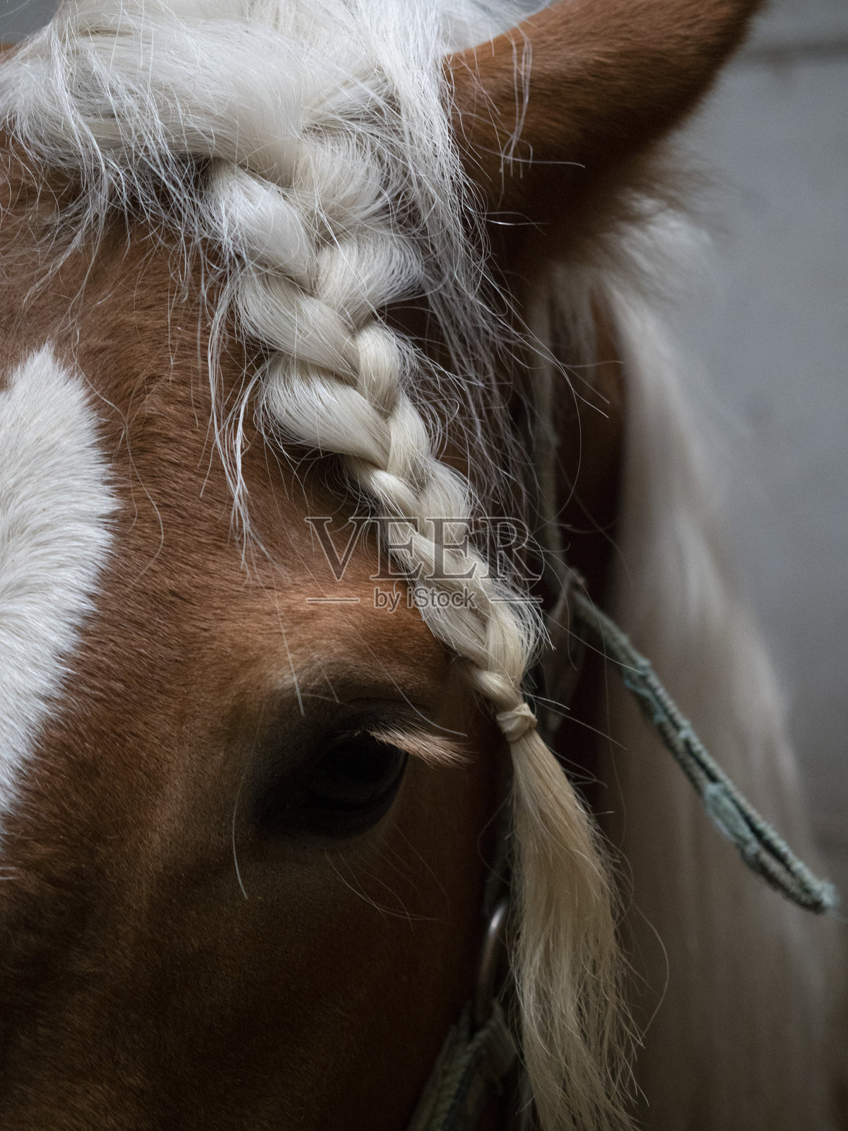 梅尔照片摄影图片