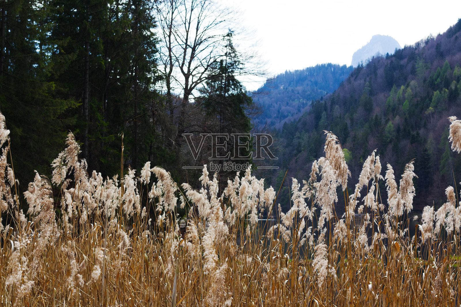 高高的芦苇在赫赫茨湖旁摇曳，背后是山脉和森林。照片摄影图片