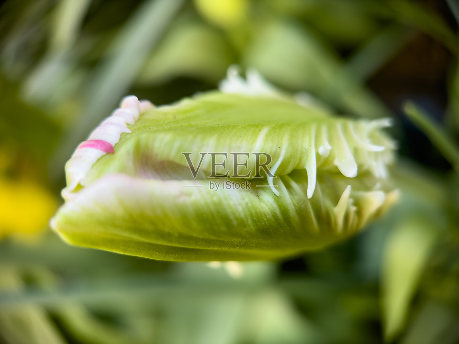 粉色鹦鹉郁金香花蕾照片摄影图片