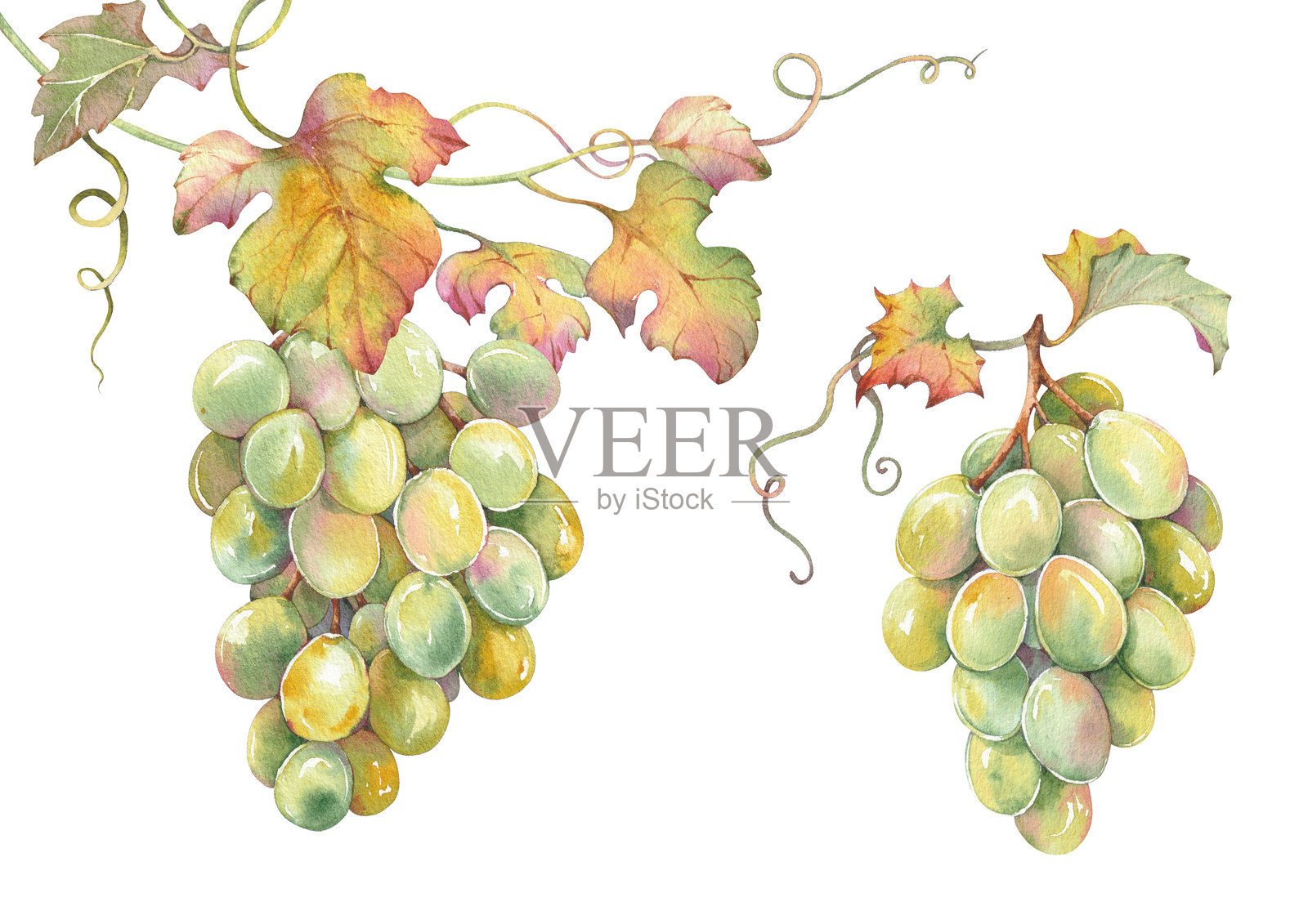 一串串绿色葡萄孤立在白色背景上。插画图片素材
