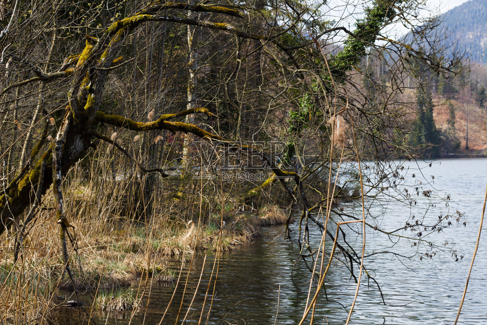 苔藓覆盖的树木倾斜在森林边缘的宁静湖水上照片摄影图片