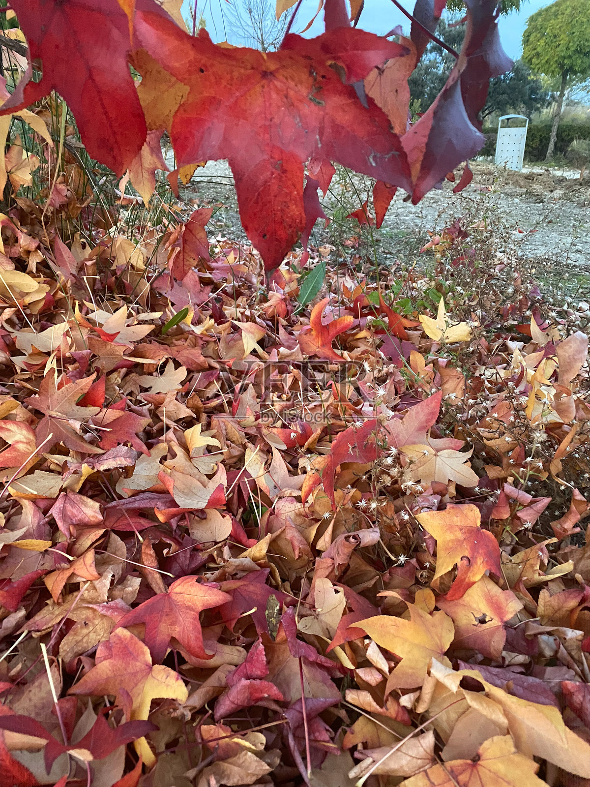 秋天的公园，木桥和五彩斑斓的树叶照片摄影图片