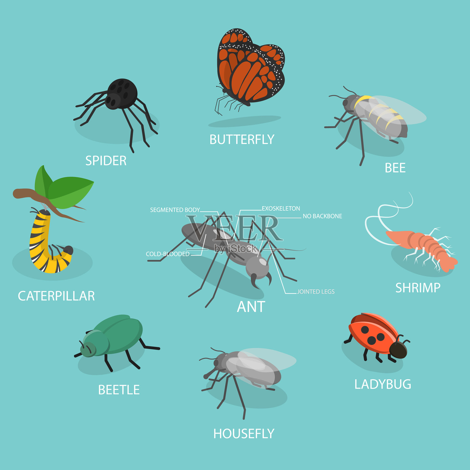 昆虫节肢动物的3D等距平面矢量插图插画图片素材