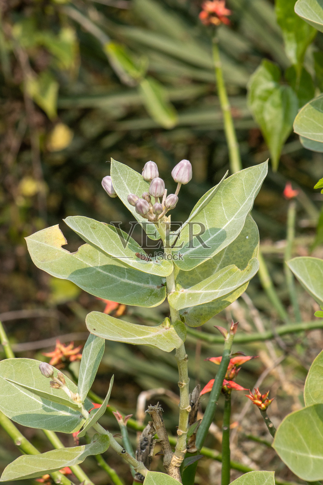 印度加尔各答附近的桑达班白色野花蕾和叶子照片摄影图片