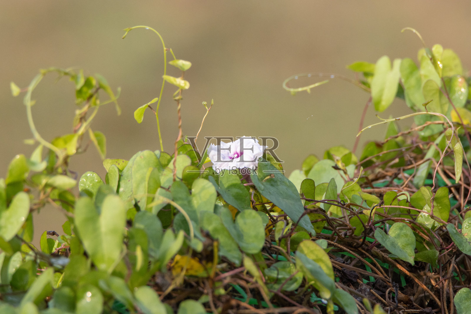 在印度加尔各答附近的桑达班，粉紫色的野花和叶子。照片摄影图片