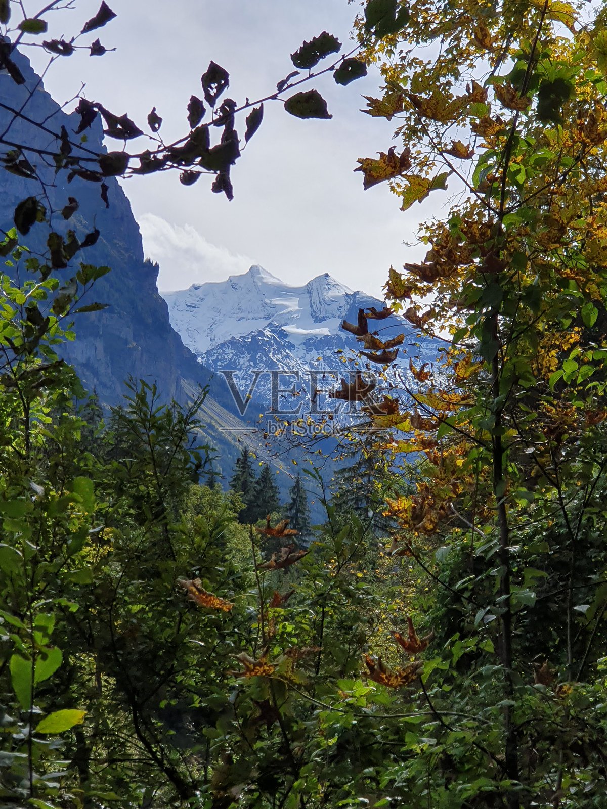 森林景观照片摄影图片
