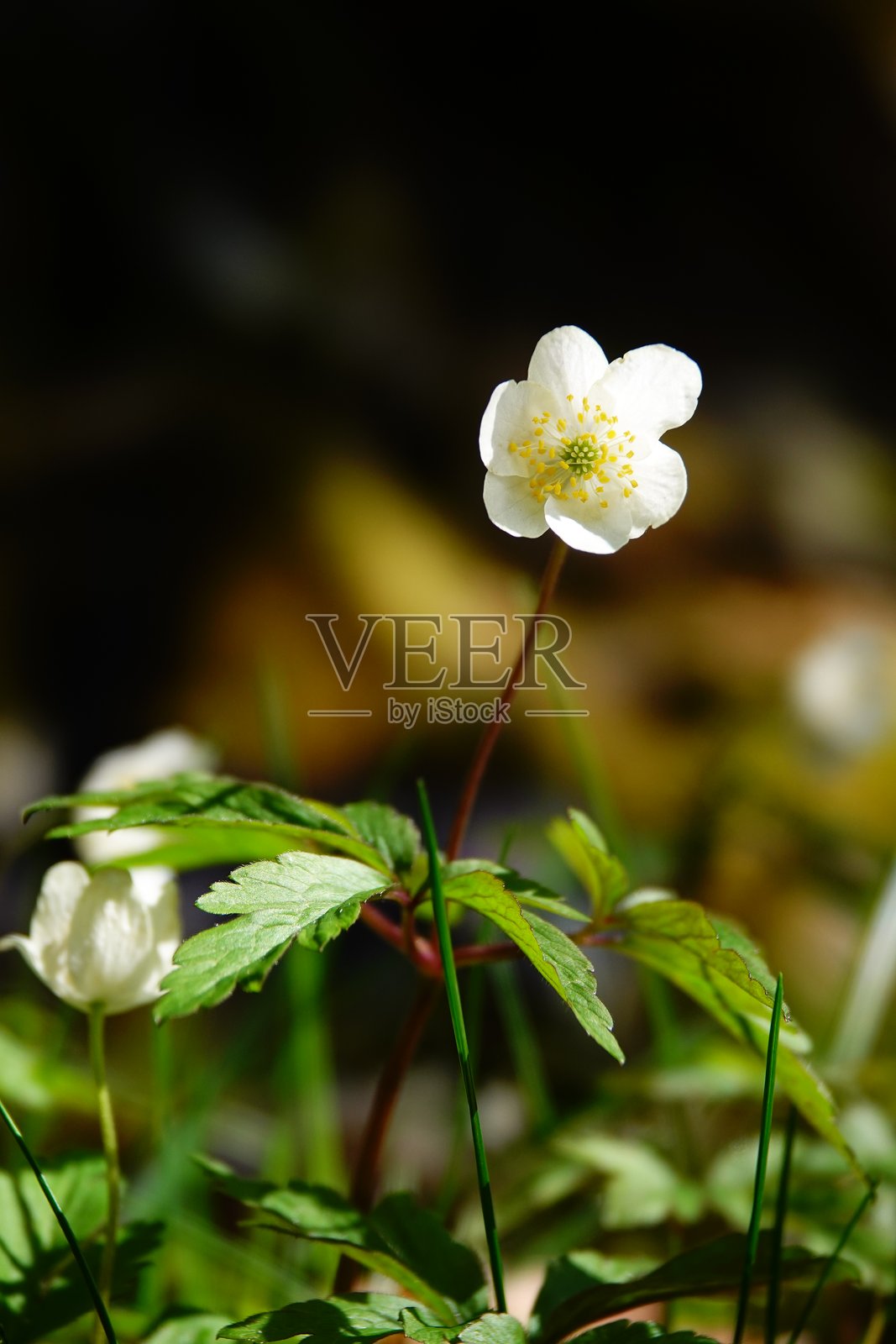 木兰花（Anemonoides nemorosa）。白色春花映衬在深色背景上。照片摄影图片