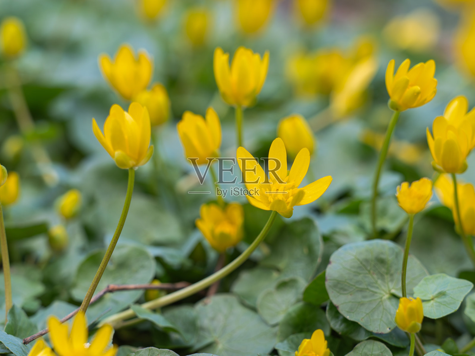 蟹草的黄色花朵特写。照片摄影图片