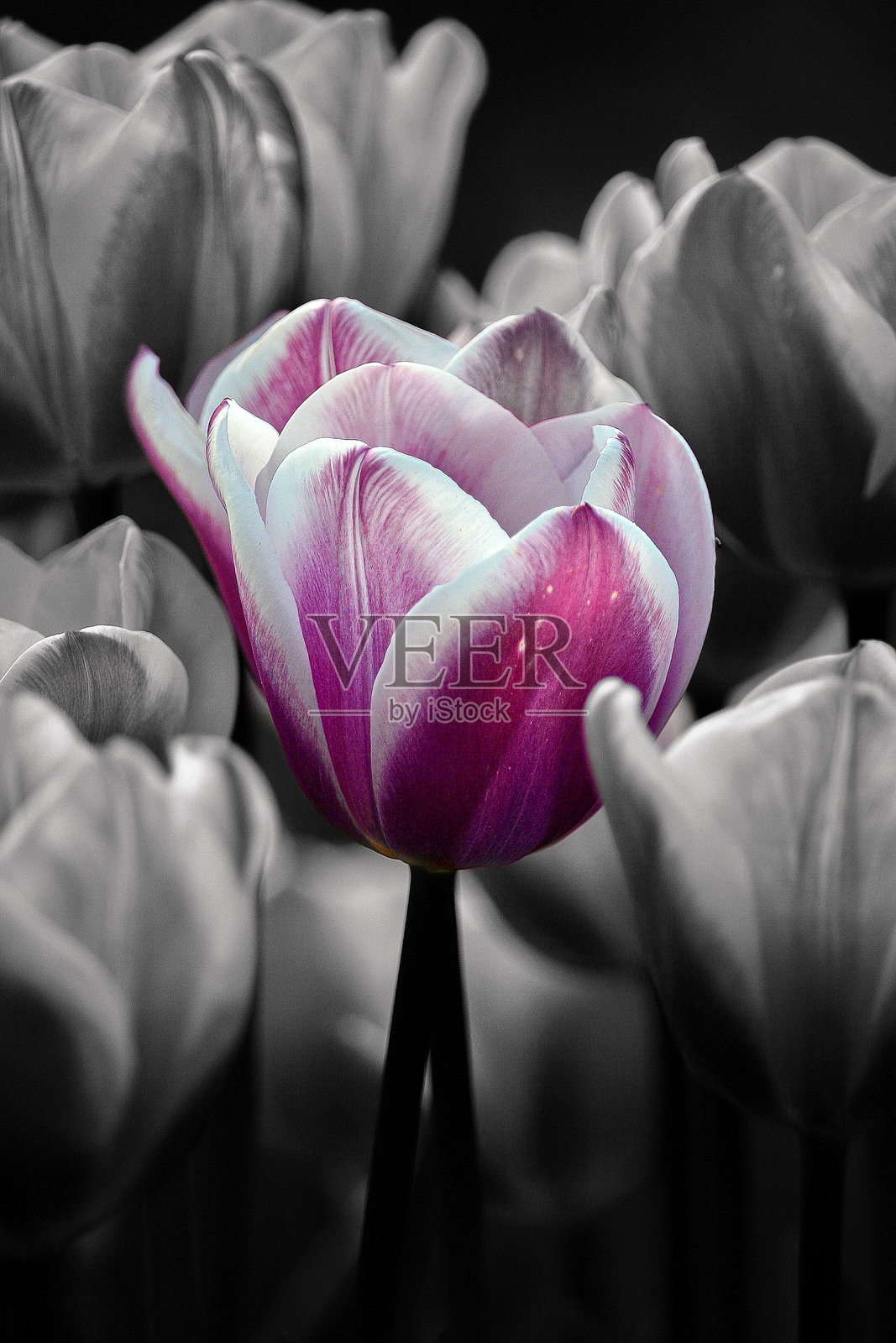 郁金香季节照片摄影图片