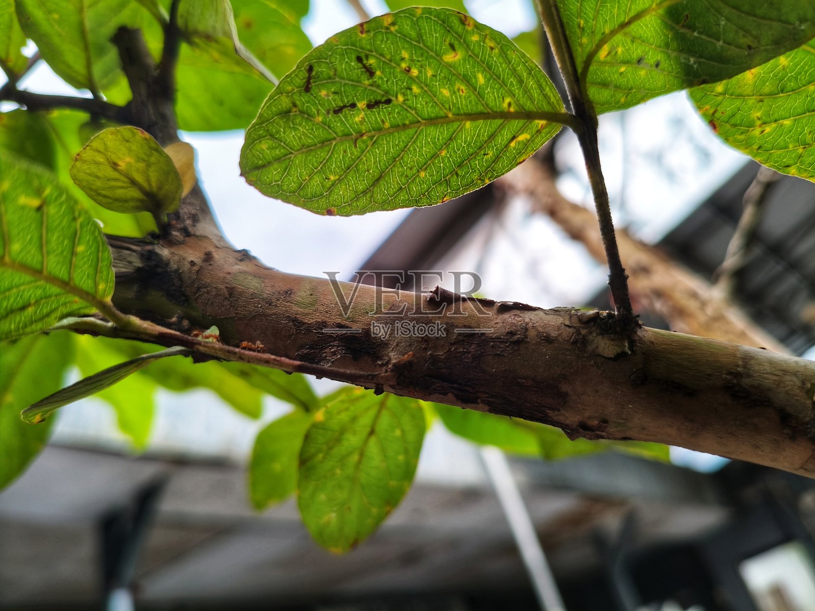 一群蚂蚁在树上寻找食物照片摄影图片