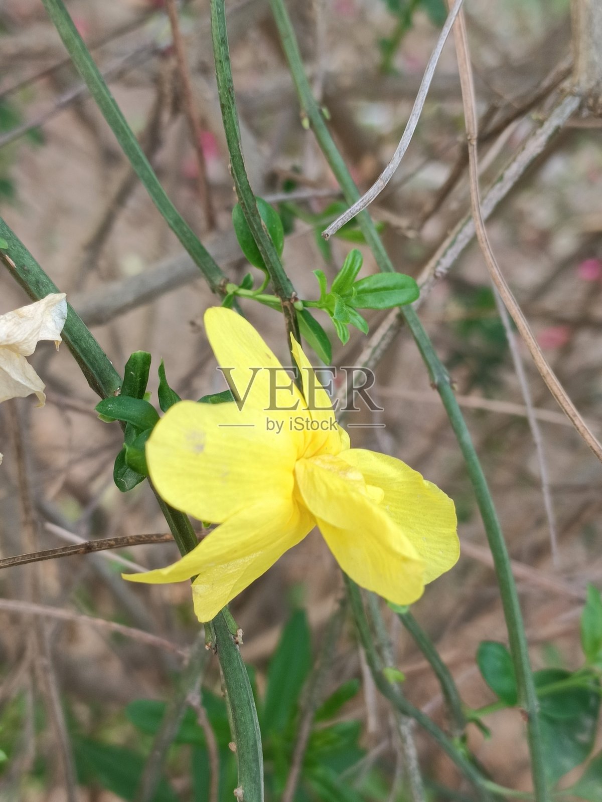 黄色花朵照片摄影图片