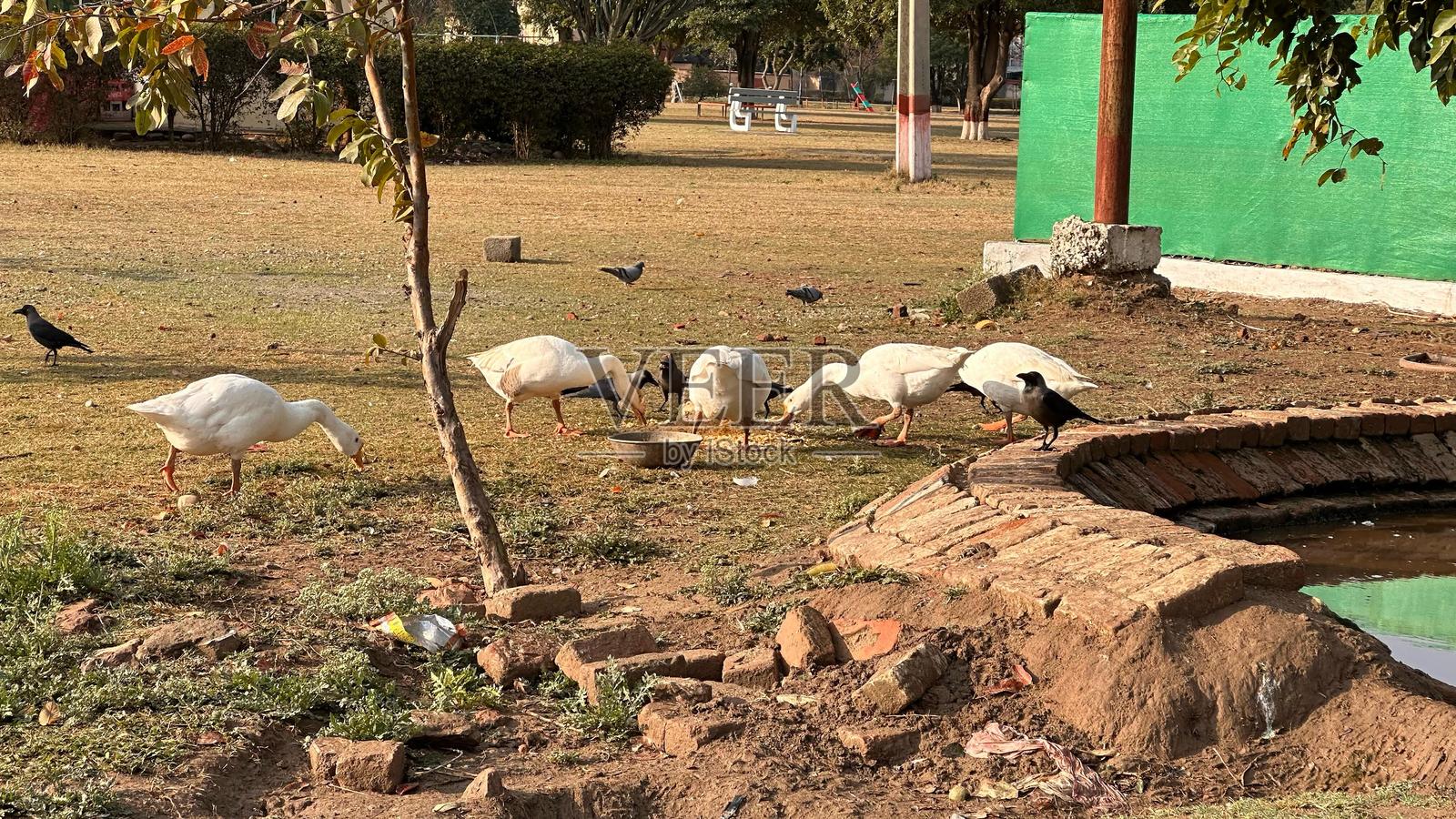 鸭子在吃食物照片摄影图片