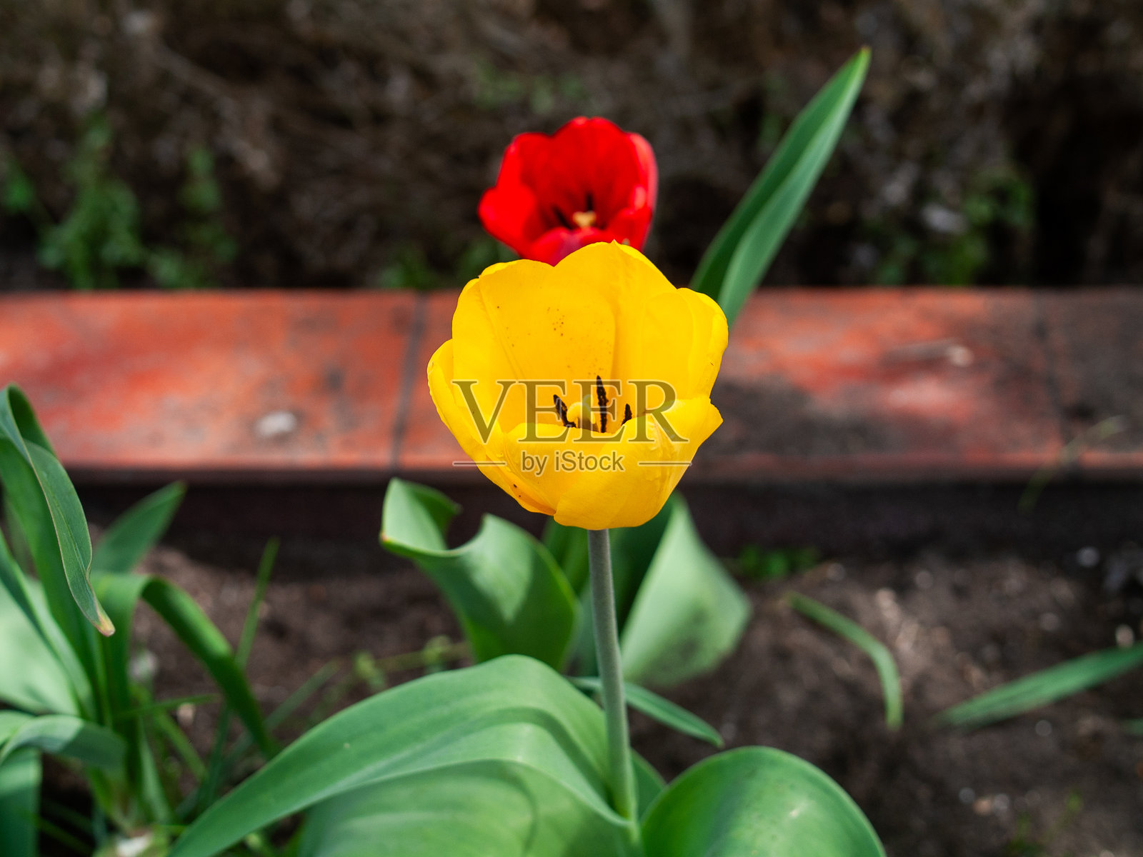 花园里有一朵黄色郁金香，中心是红色的。照片摄影图片