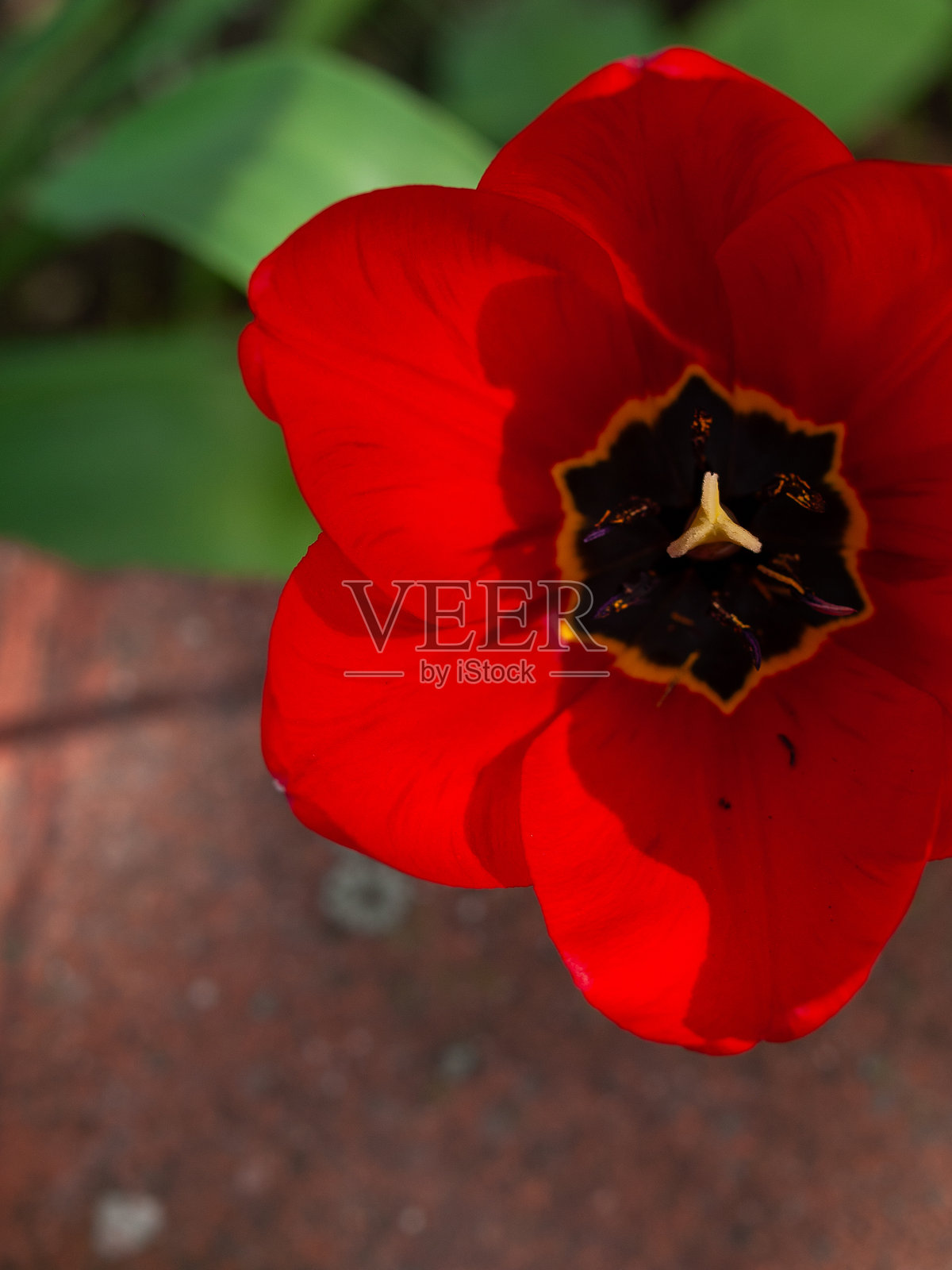 红色郁金香，黑色花心照片摄影图片