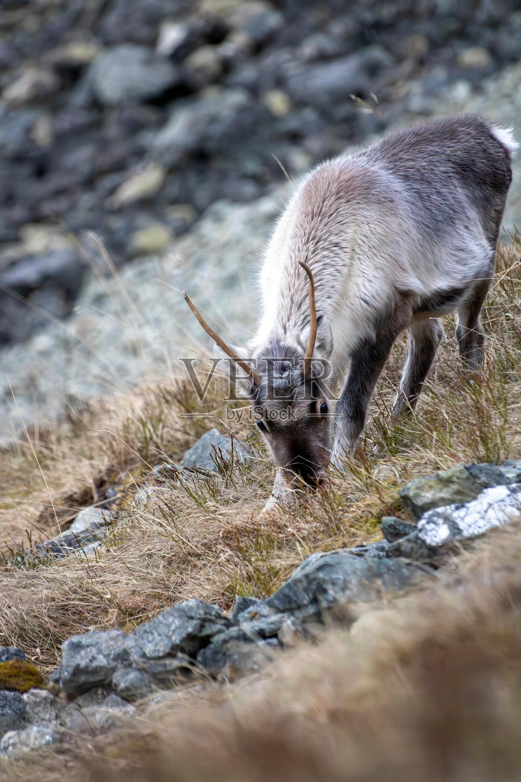 野生驯鹿照片摄影图片