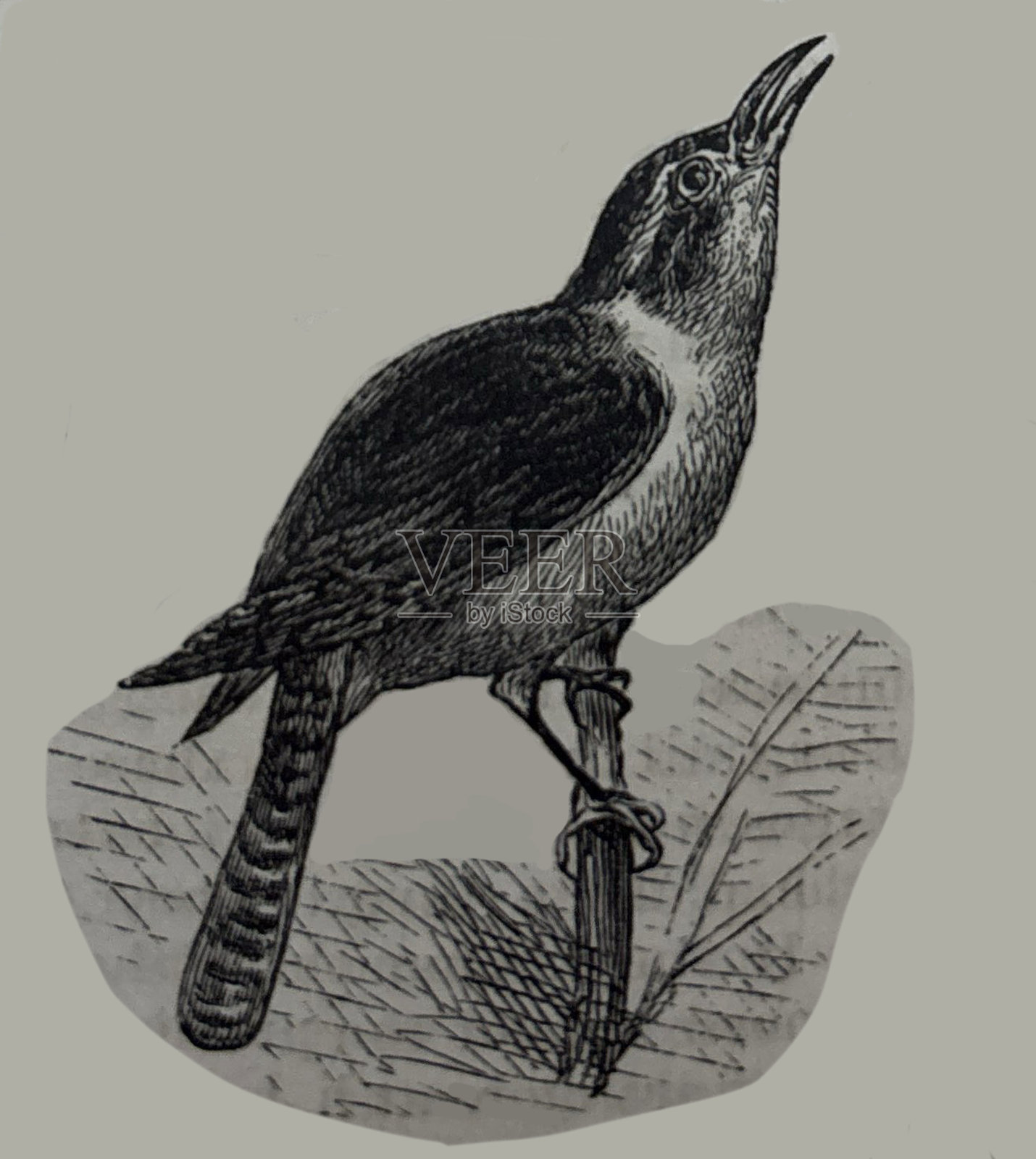 古董插图 - 大卡罗来纳鹪鹩鸟栖息在树枝上插画图片素材