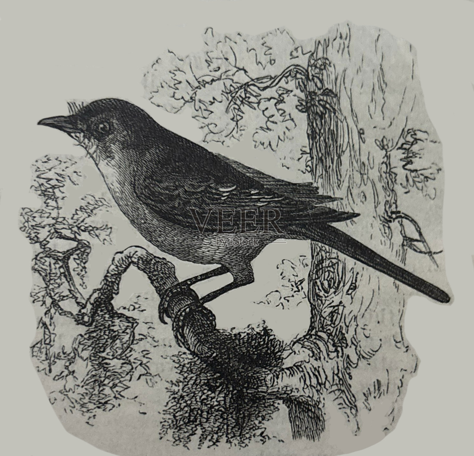 古董插图 - 嘲鸫栖息在树枝上插画图片素材