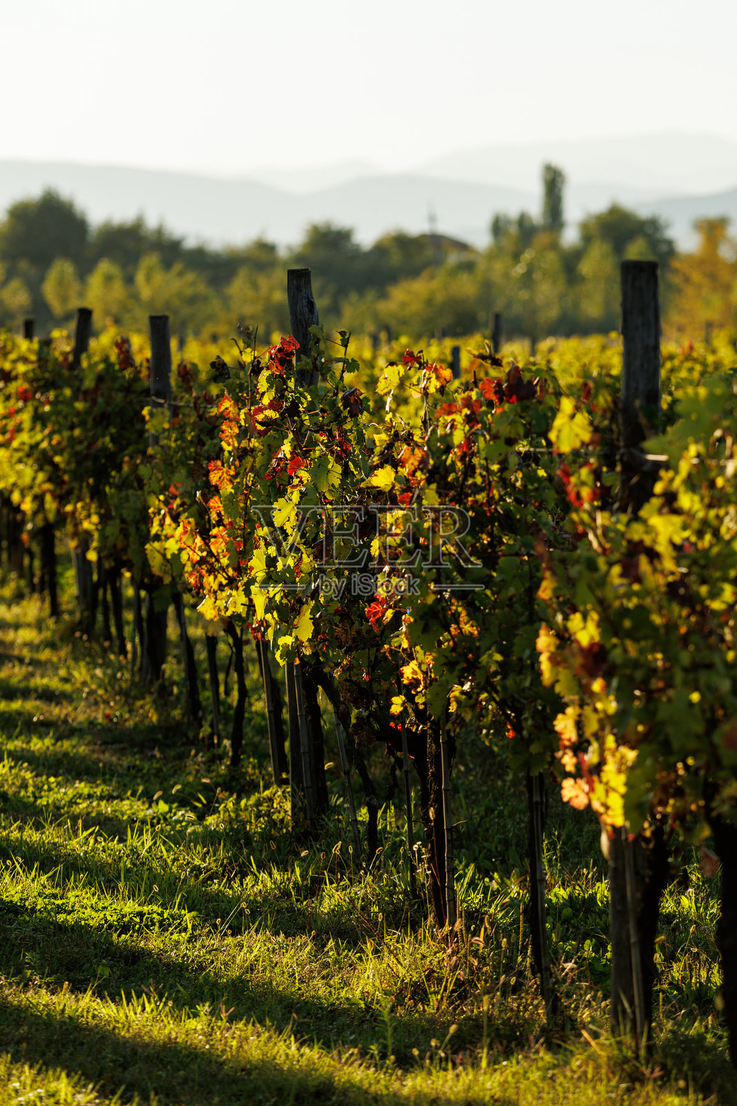 葡萄园中葡萄叶的特写。照片摄影图片