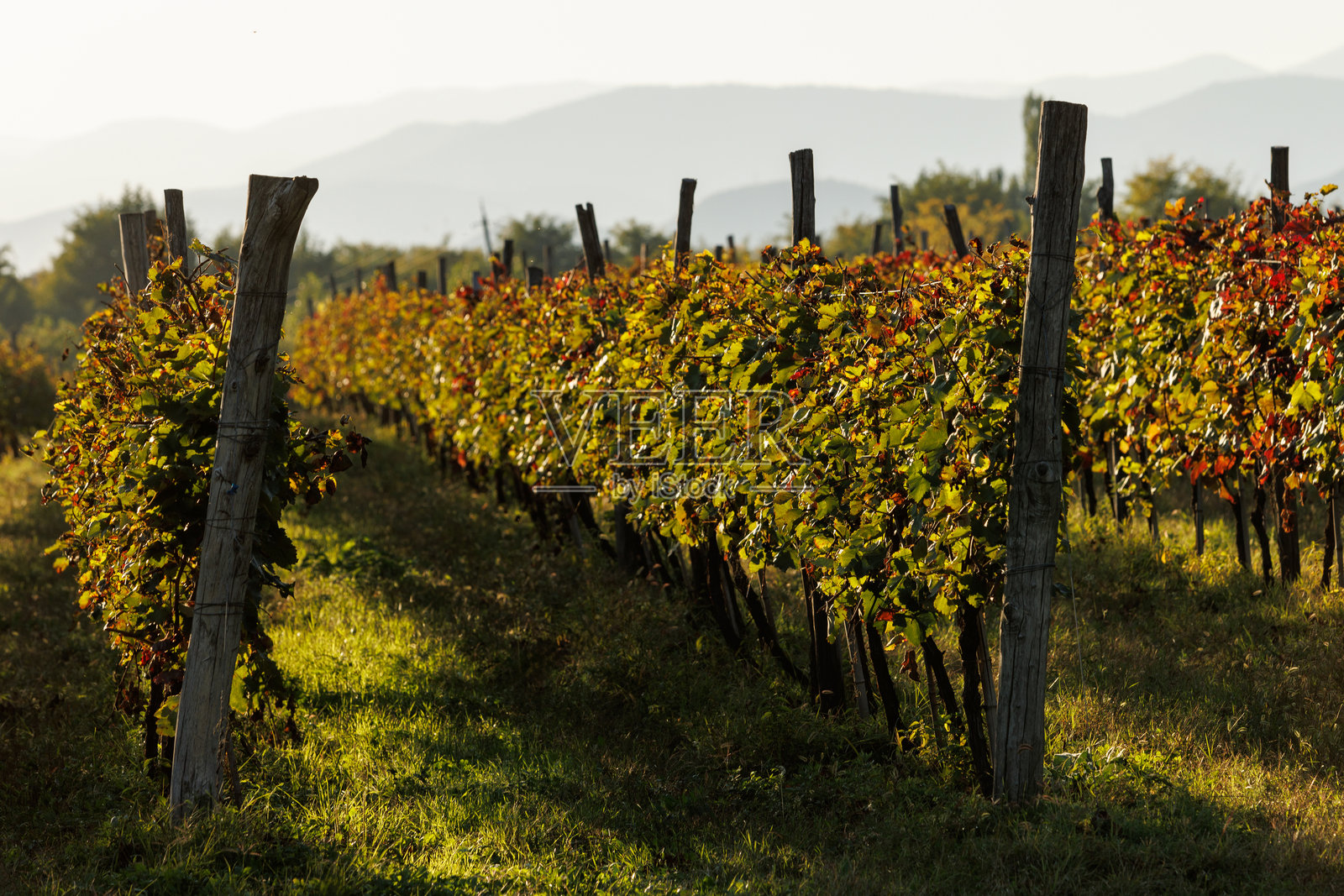 温暖的下午阳光照耀下的郁郁葱葱的葡萄园行列照片摄影图片