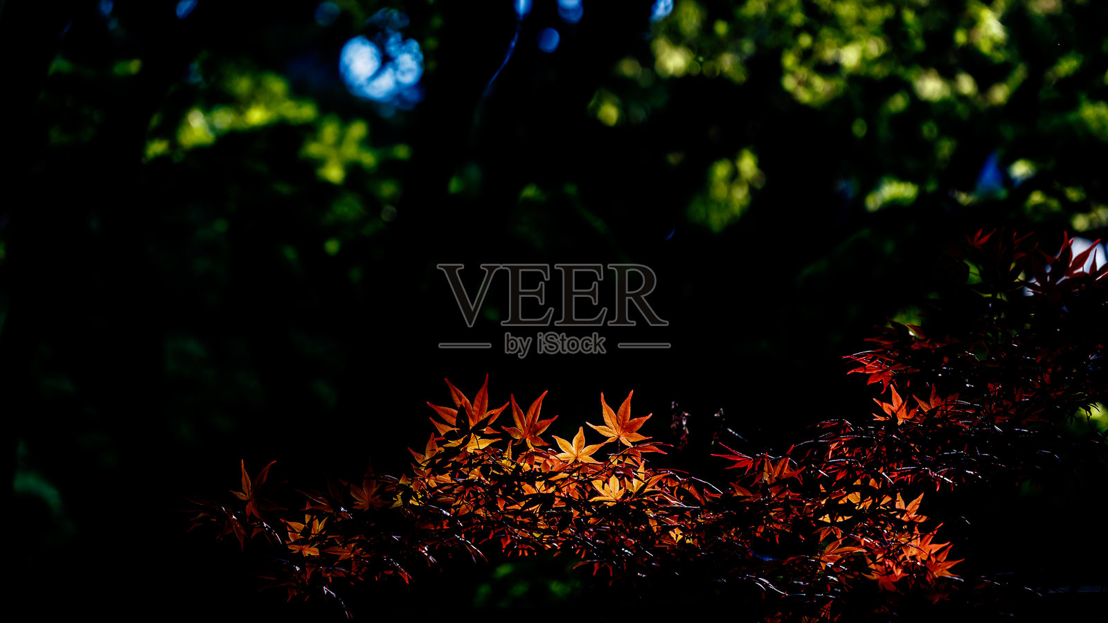 春天的树木照片摄影图片