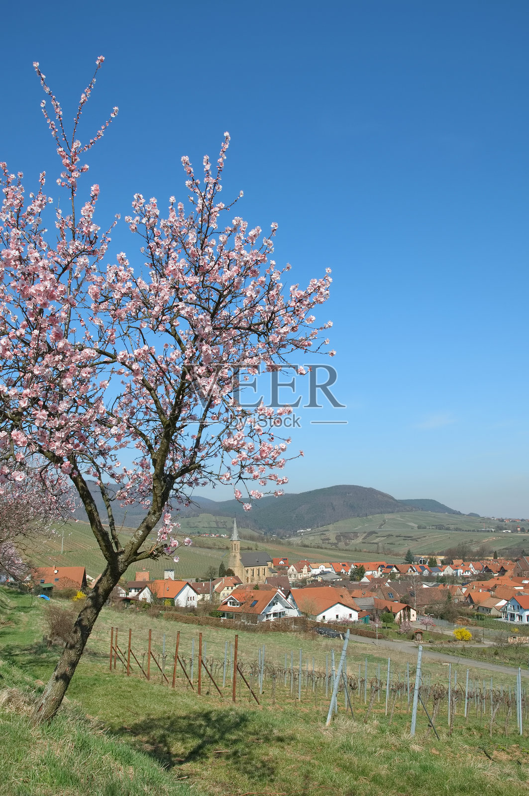 德国莱茵兰-普法尔茨州比尔克维勒的春天，杏花（Prunus dulcis）盛开。照片摄影图片
