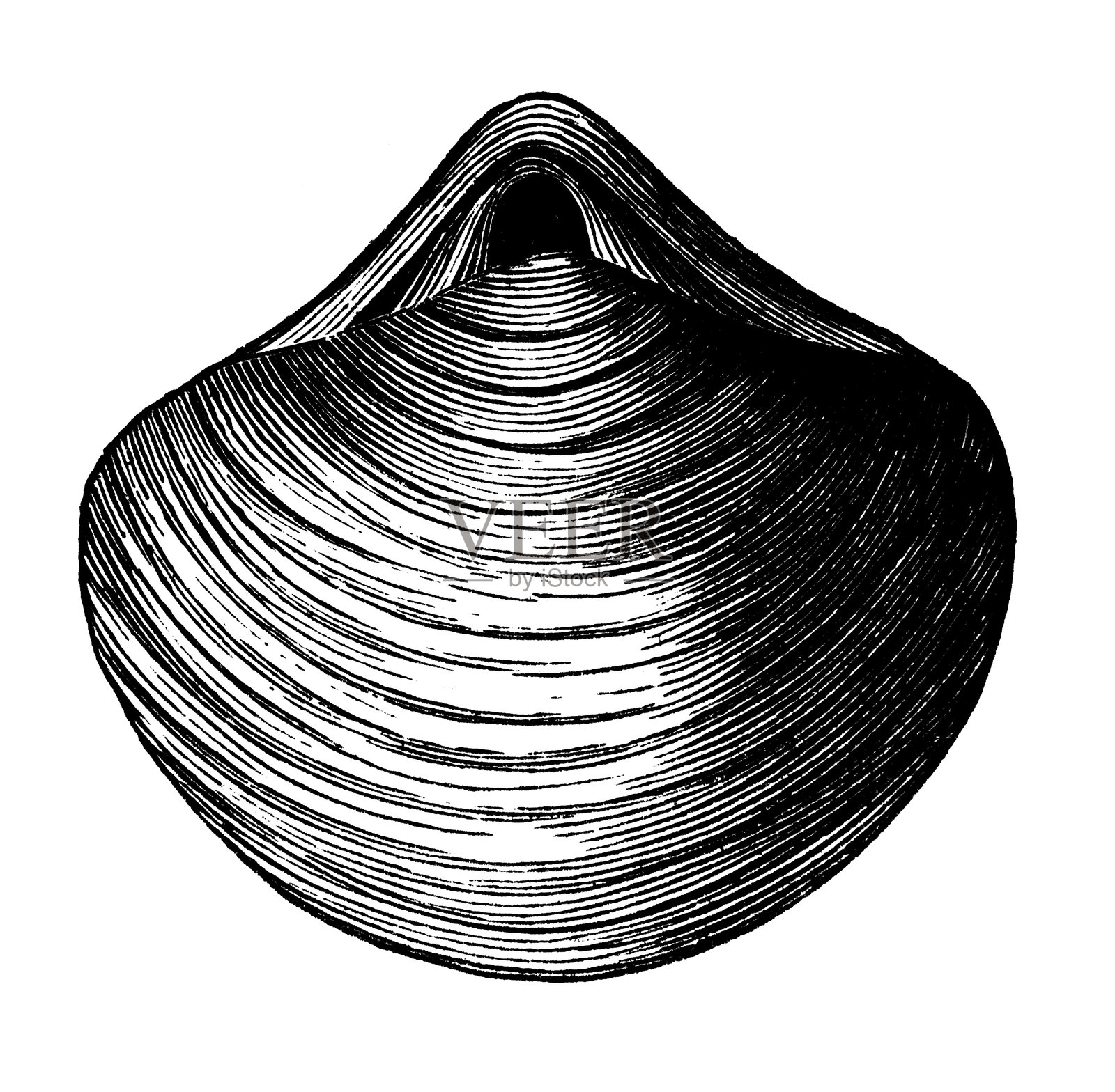 Stringocephalus Burtini插画图片素材