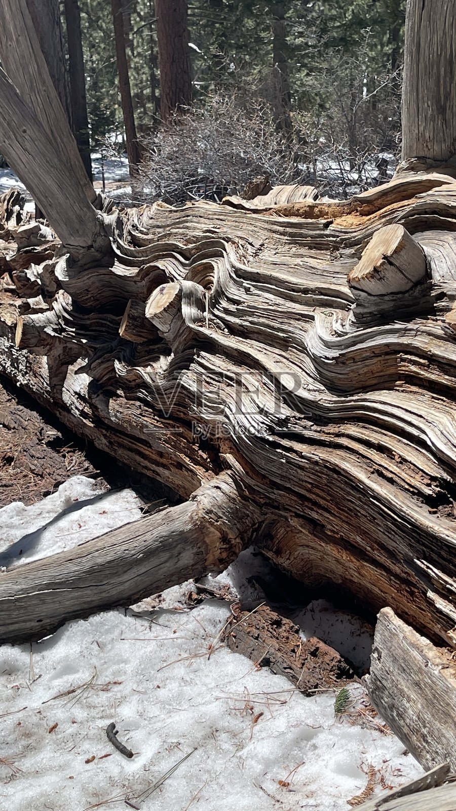 老旧木材的纹理照片摄影图片