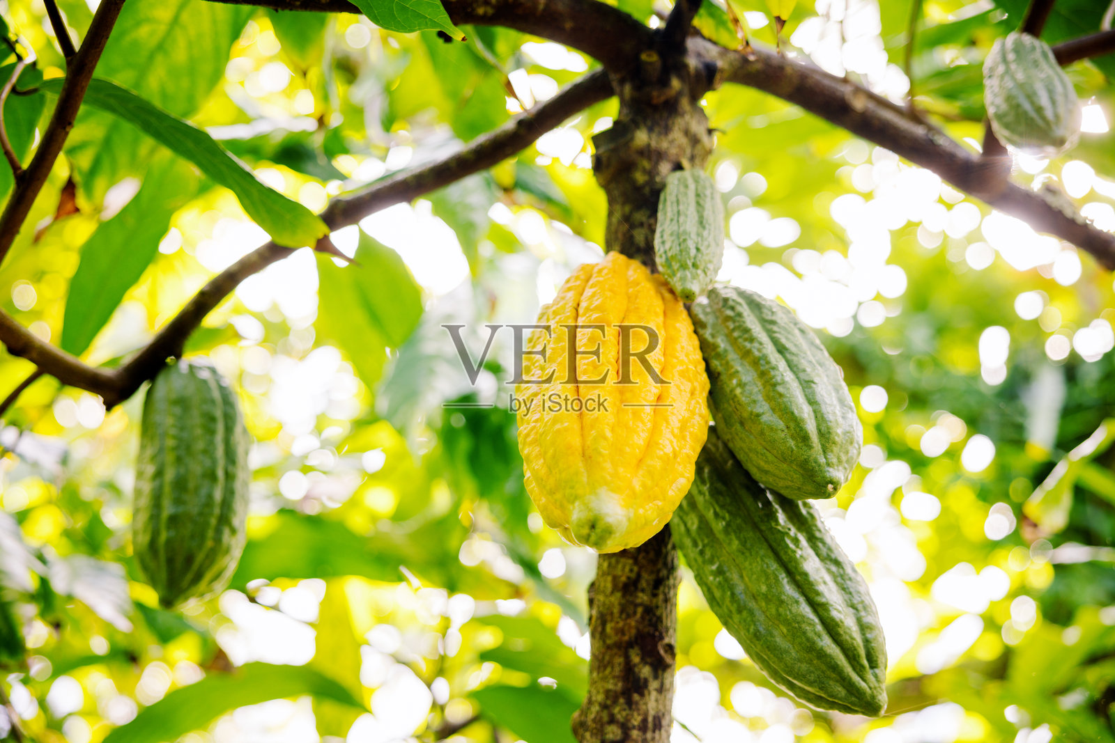 夏威夷新鲜可可果的生长照片摄影图片