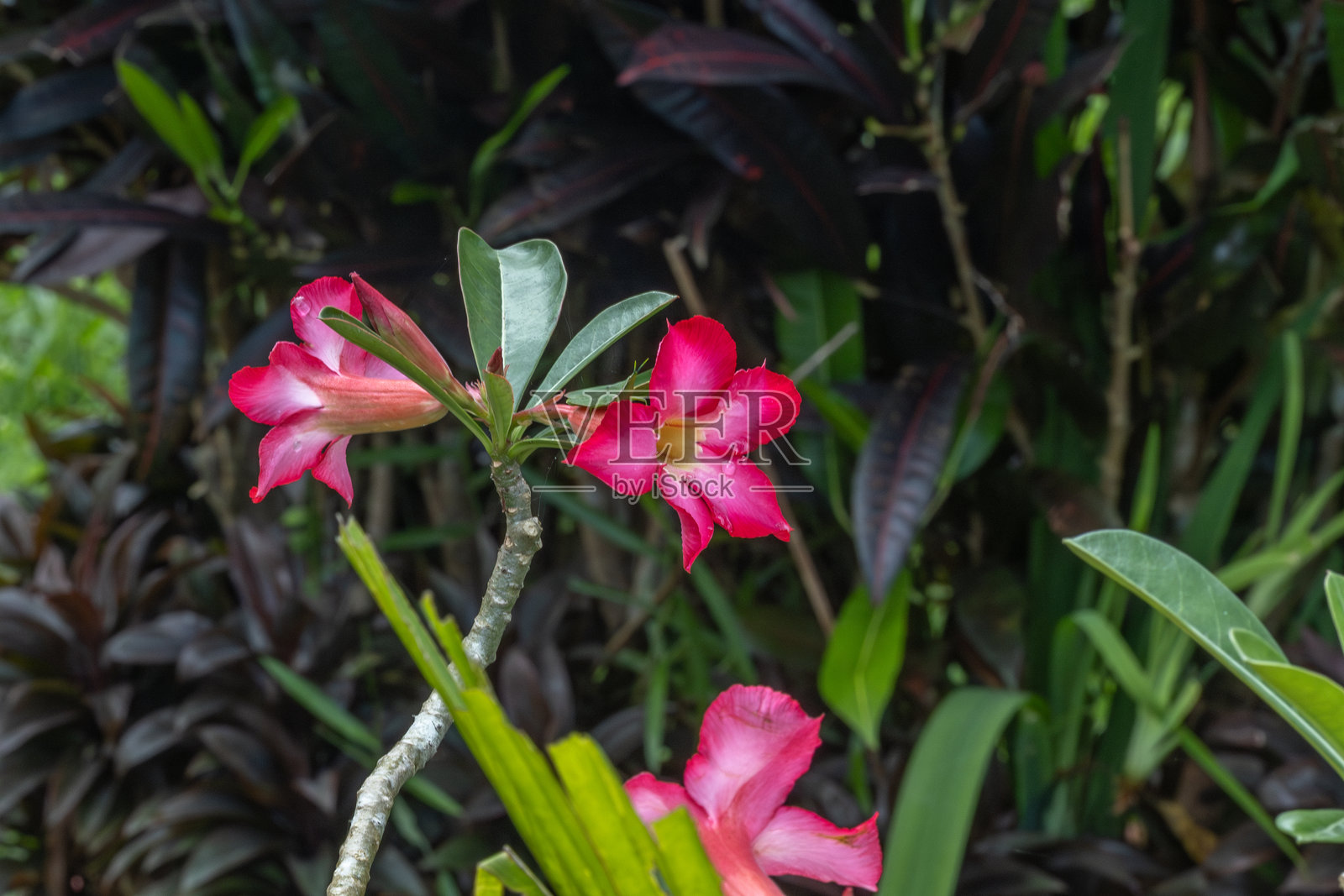 沙漠玫瑰（Adenium obesum），沙漠玫瑰，夹竹桃科，龙胆目照片摄影图片