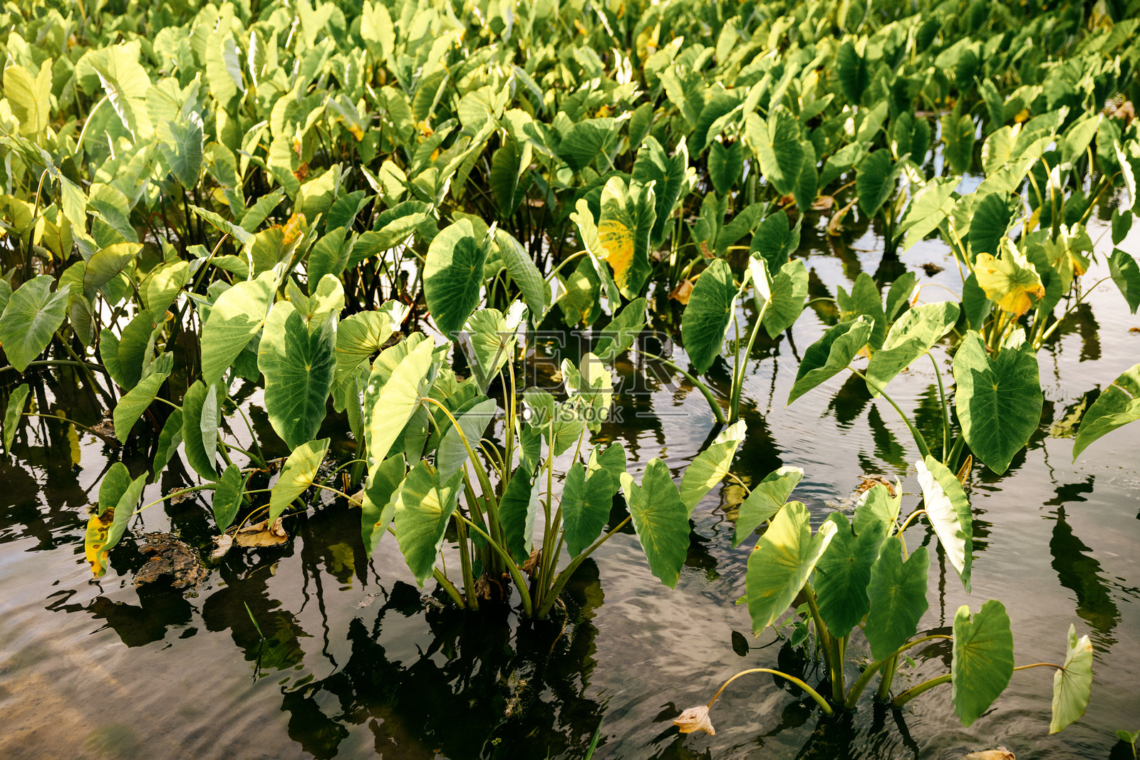 考艾岛的芋头田照片摄影图片