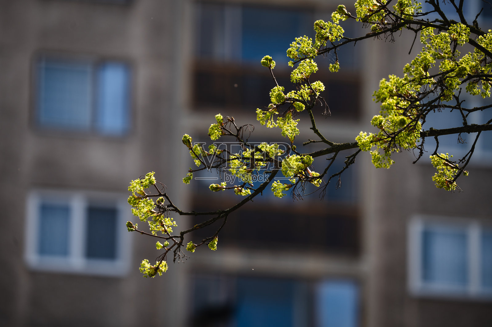 公寓楼前盛开的树枝照片摄影图片