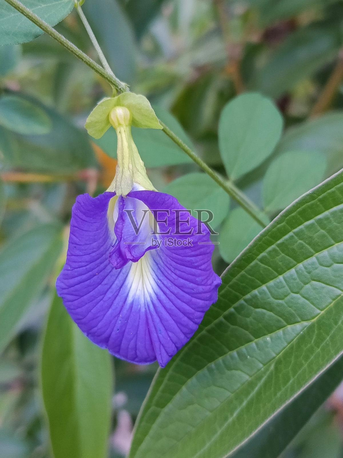 巴西草原花。巴西的花朵精致、美丽、稀有，色彩丰富。照片摄影图片