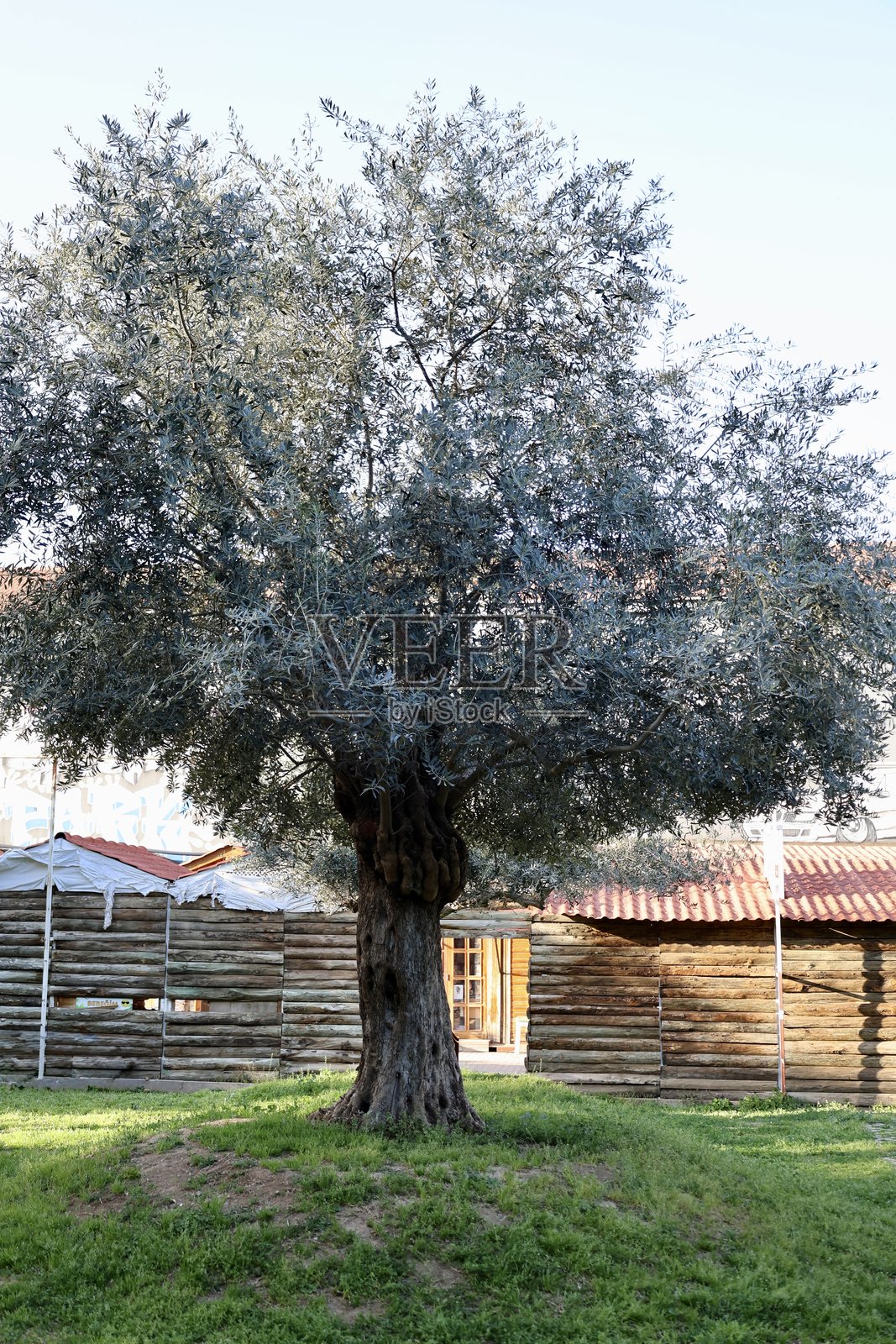 公园小径与树木照片摄影图片