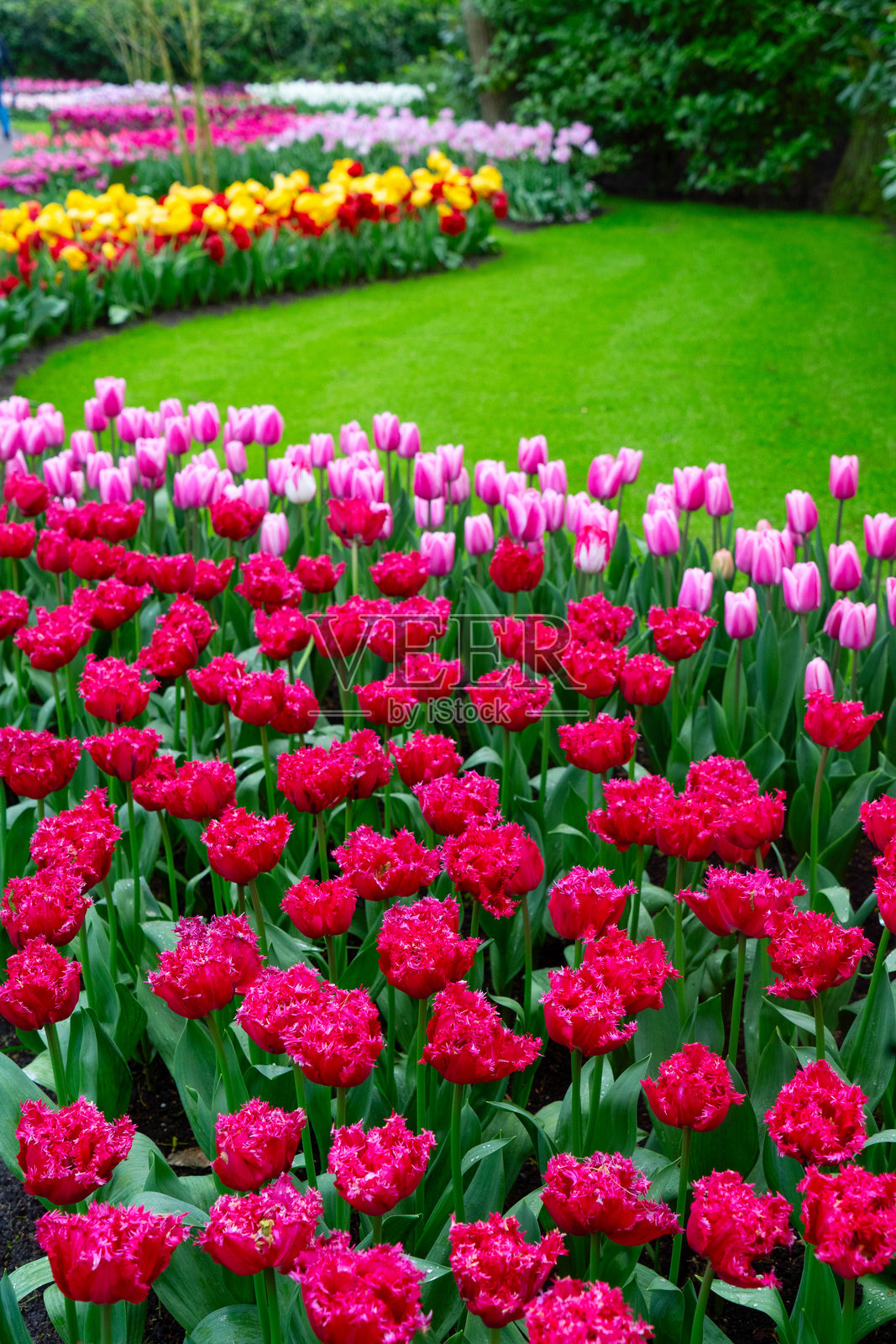 一排排郁金香花照片摄影图片
