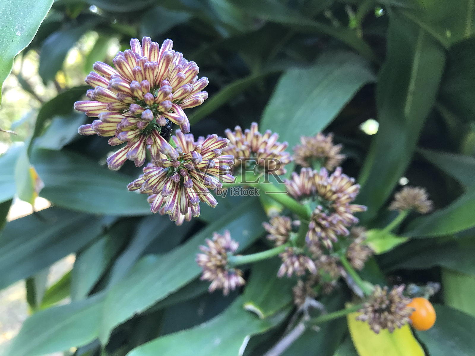 香气四溢的龙血树花朵照片摄影图片