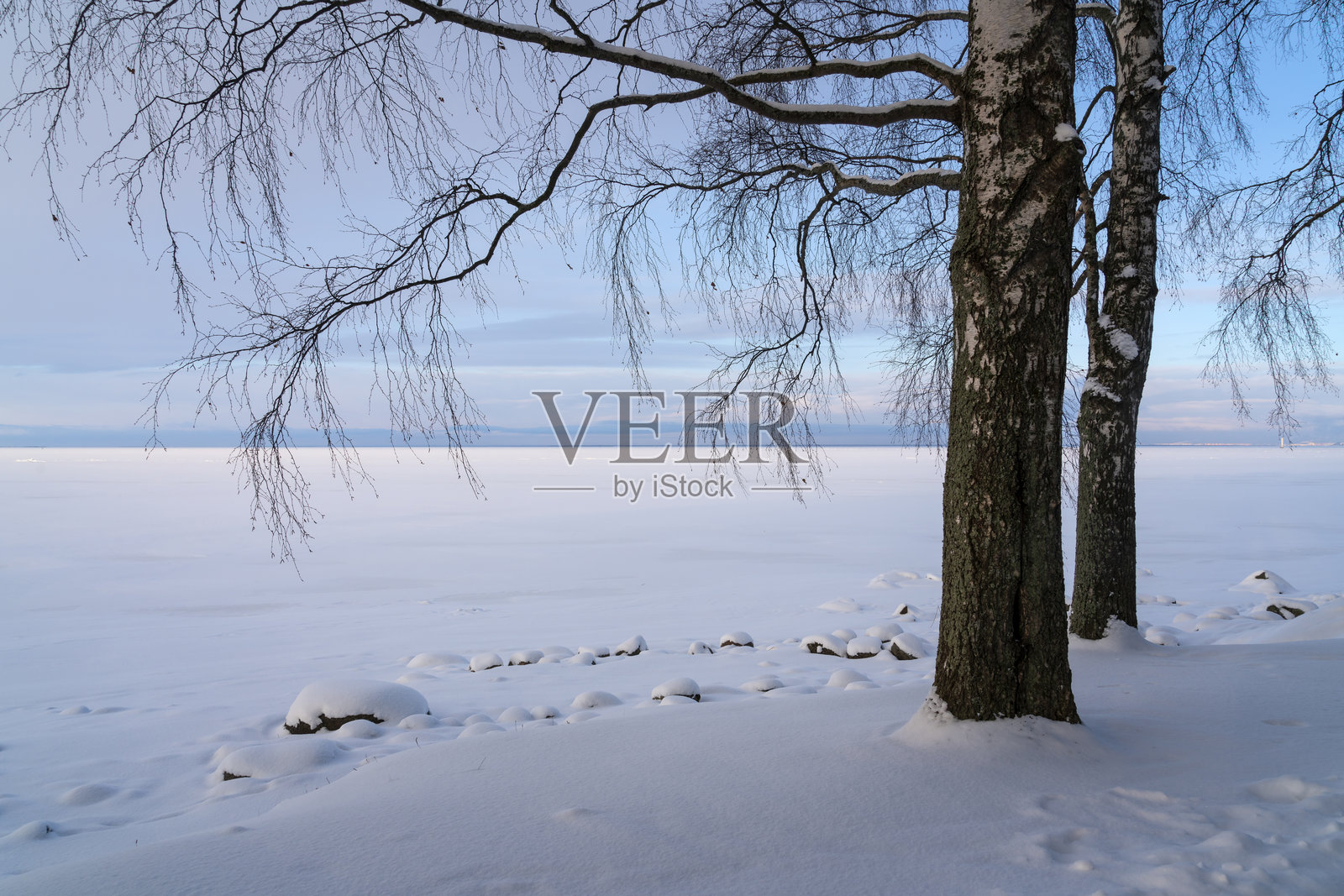 芬兰湾岸边的单株白桦树，位于彼得霍夫国家博物馆保护区的下公园，阳光明媚的冬季傍晚日落时分，圣彼得堡，俄罗斯照片摄影图片