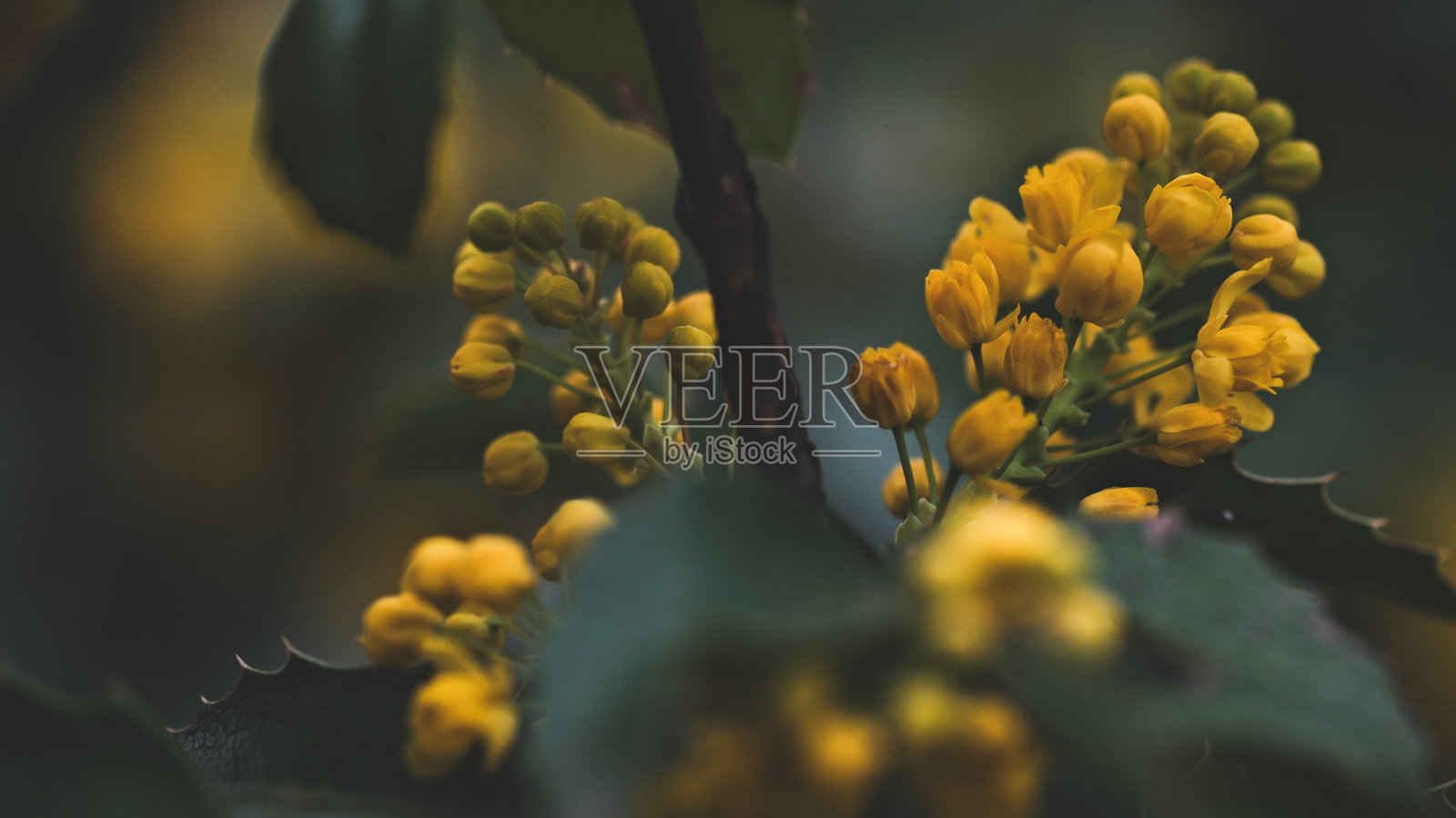 一簇黄色花朵与绿色叶子照片摄影图片