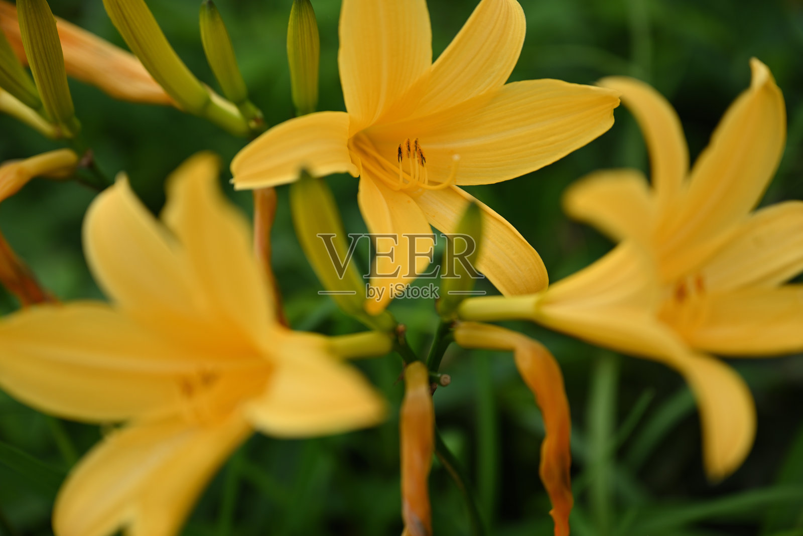 日中花，日本栃木县日光著名的黄色花卉照片摄影图片