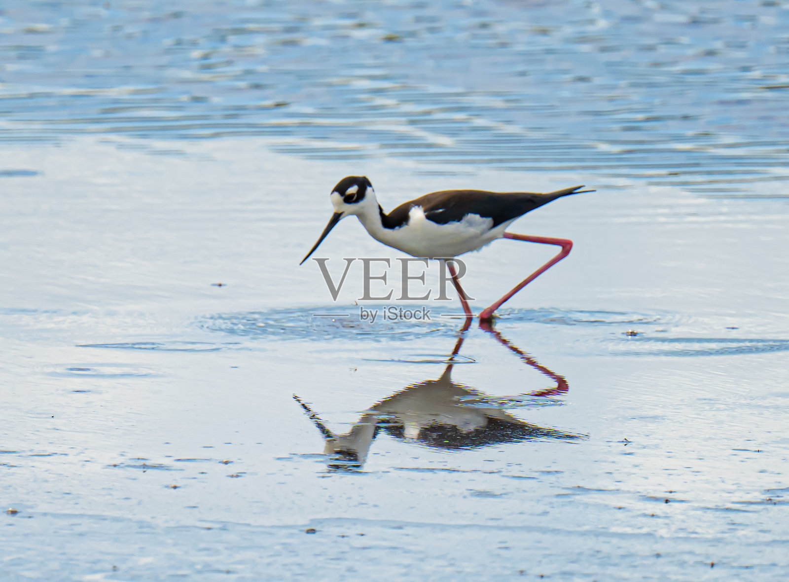 黑颈鹬的倒影照片摄影图片