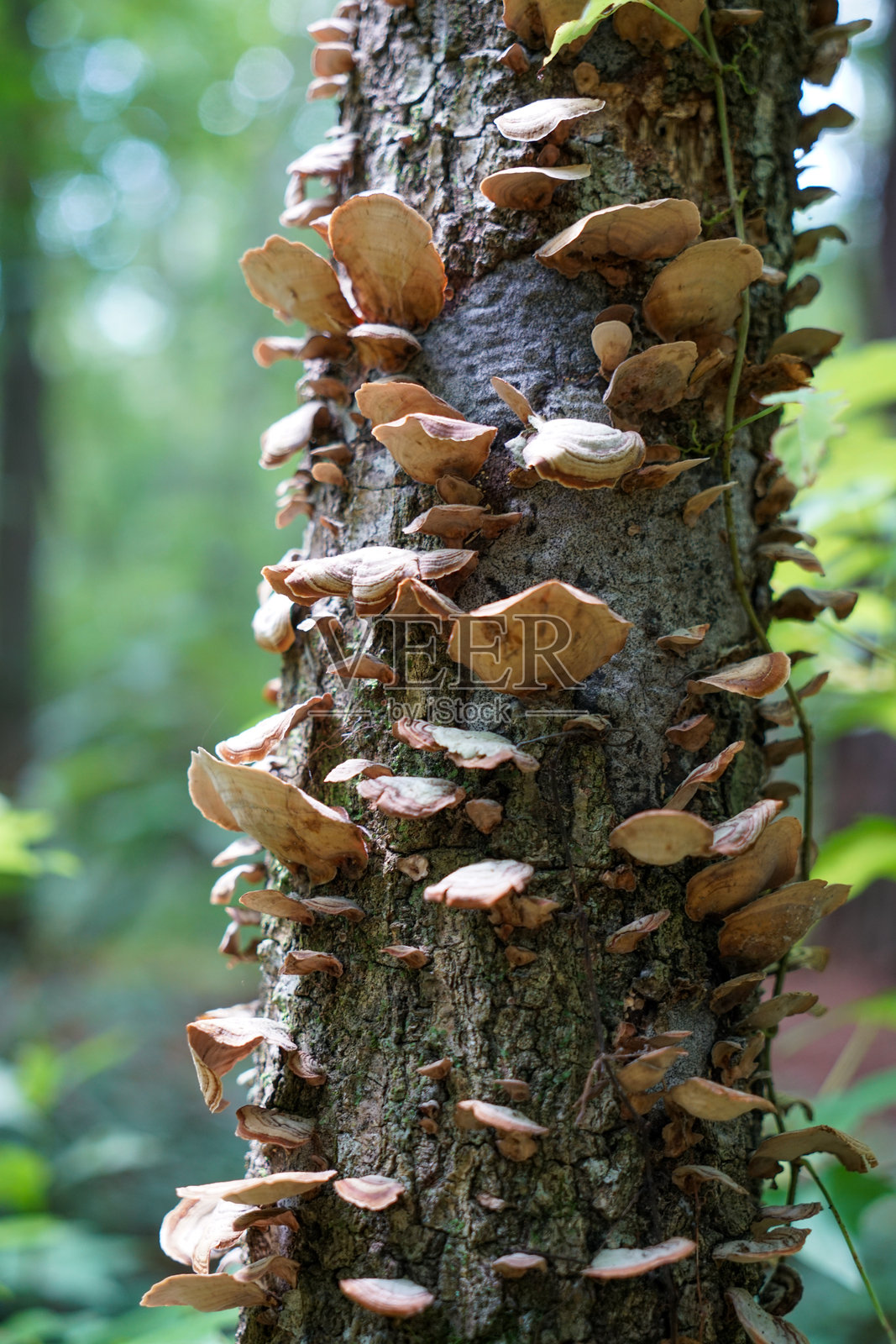 树枝上生长的野生蘑菇照片摄影图片