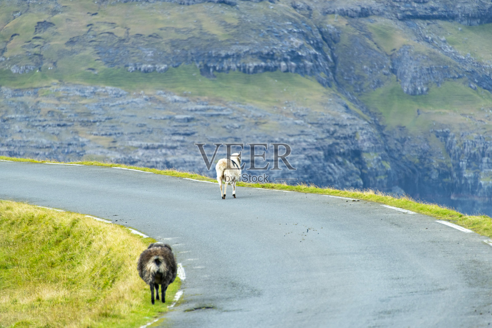法罗群岛的羊在路上照片摄影图片