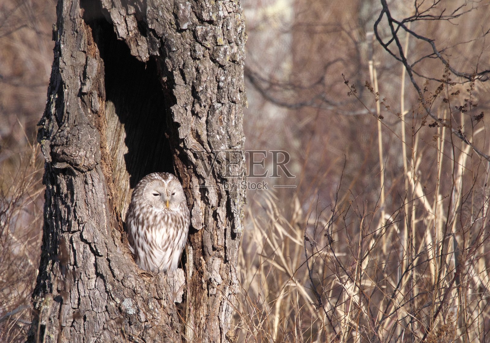 东北海道的野生霍卡伊多乌鸦照片摄影图片