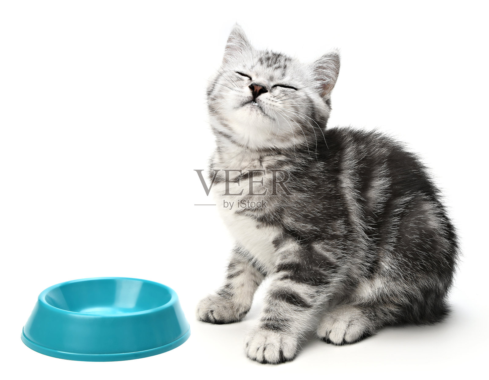 快乐、吃饱的小猫坐在猫粮或牛奶的碗旁，因享受而做出搞笑的表情，闭着眼睛。搞笑、满足的英国虎斑小猫，空碗孤立在白色背景上。照片摄影图片