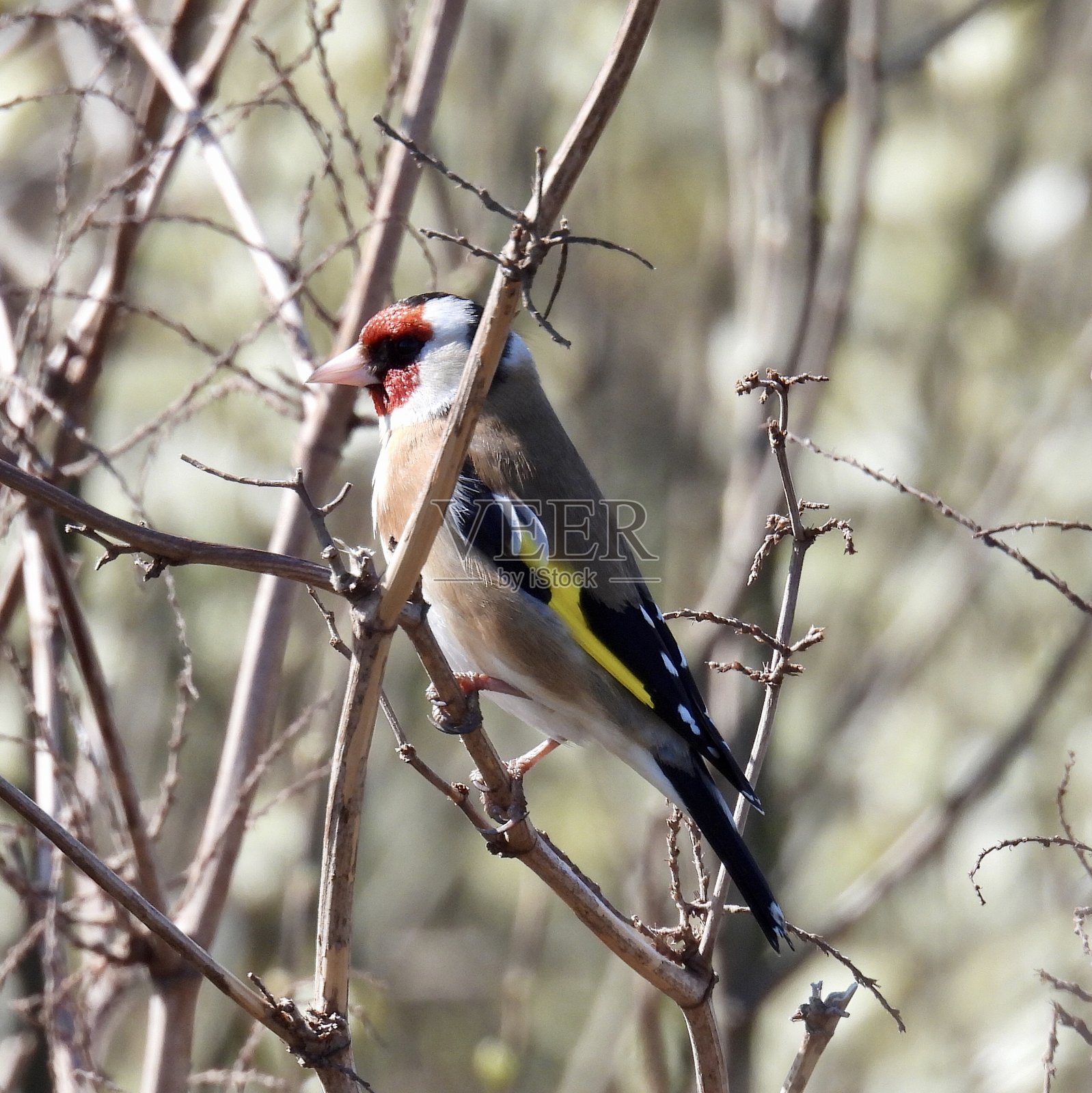 金翅雀栖息在阳光下照片摄影图片