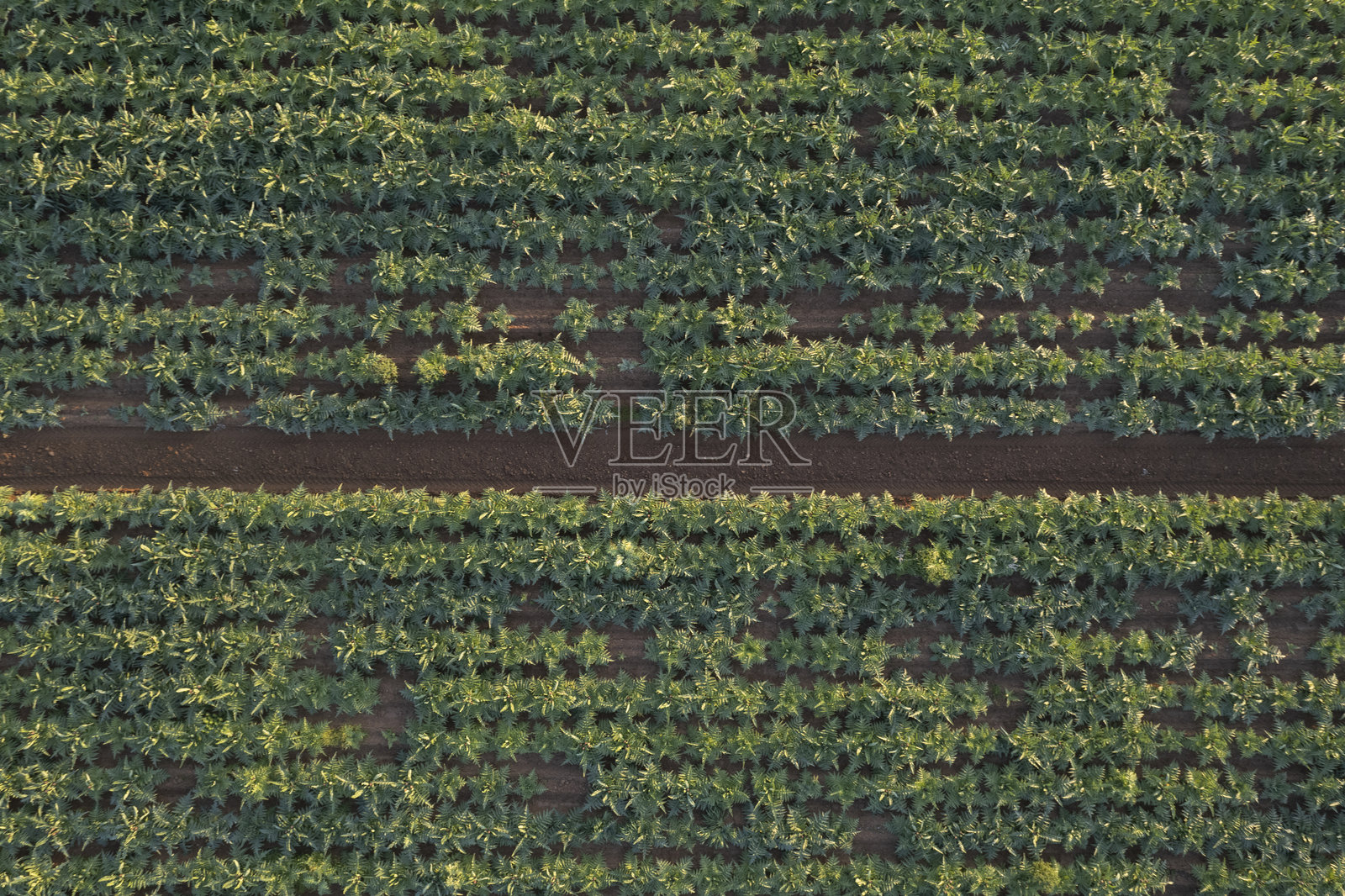 意大利托斯卡纳地区的朝鲜蓟田鸟瞰图照片摄影图片