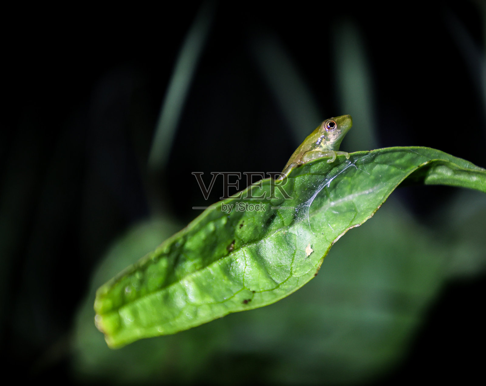 在阿根廷布宜诺斯艾利斯的一片绿叶上，微小可爱的绿色小青蛙（Boana pulchella）。照片摄影图片